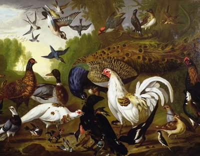 La Fable du corbeau avec un paon, un coq, un pic, un geai, une bécasse et une pie - Pieter Casteels